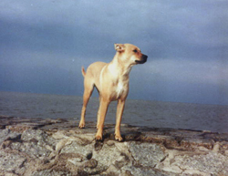 Tami